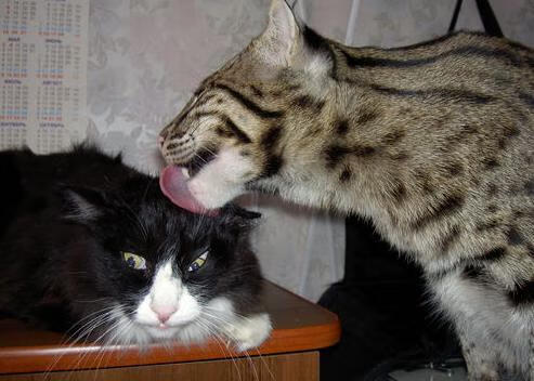 德甲主场优势显著，多支球队表现亮眼，德甲球场一览