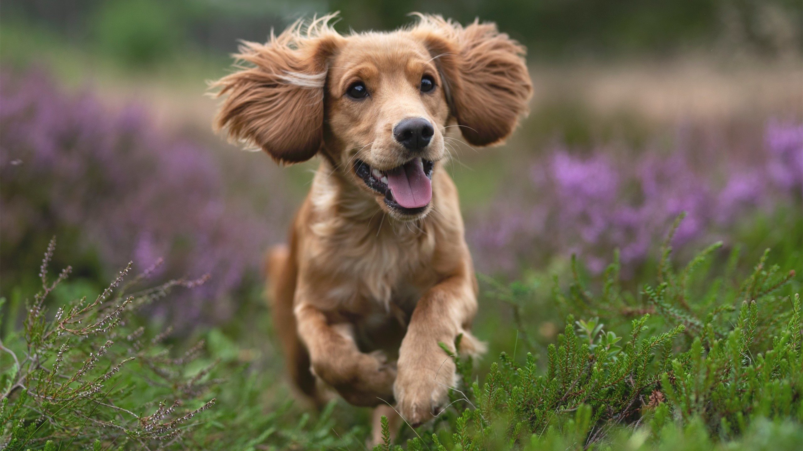 德甲比赛精彩纷呈，关键扑救扭转局势，战术多变，德甲赛制介绍