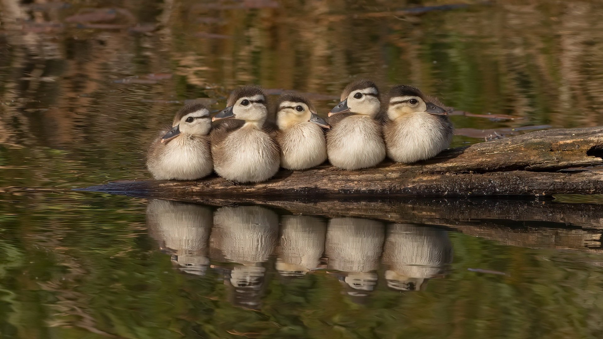 德甲足球文化持续繁荣，氛围浓厚增强归属感，德甲踢球风格