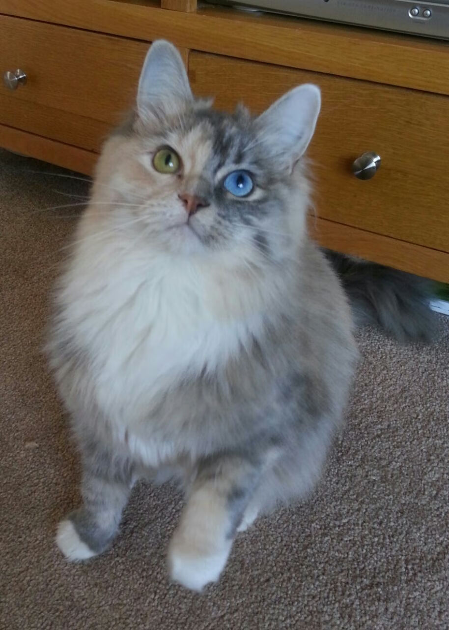 Jiuyou-_水上漂移车赛：速度、水花齐飞_，水上漂移作文