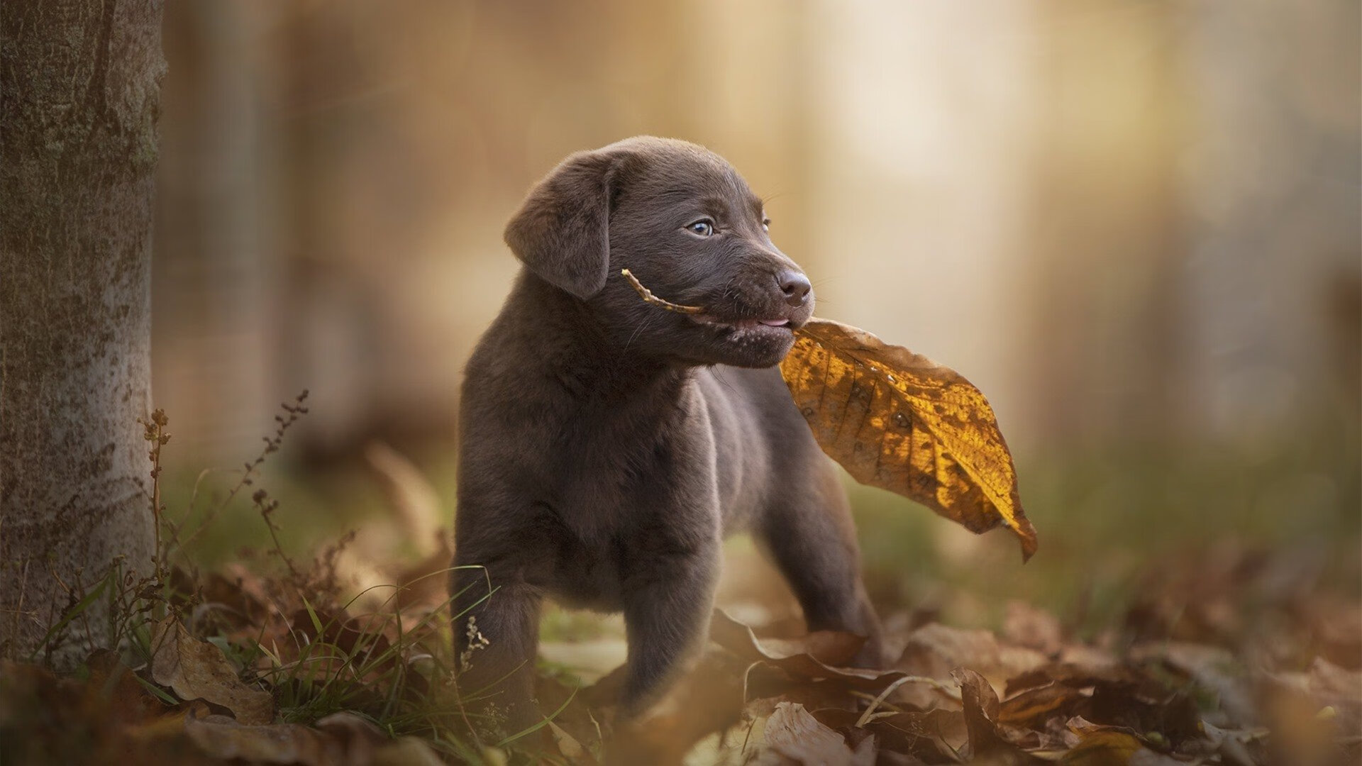 九游体育平台官网-传统文化元素融入台球赛事，打造特色风格，台球比赛宣传标语