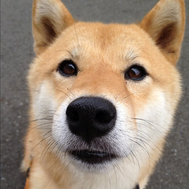 九游游戏在线玩-关键封盖：李磊最后封堵对手的必杀球！