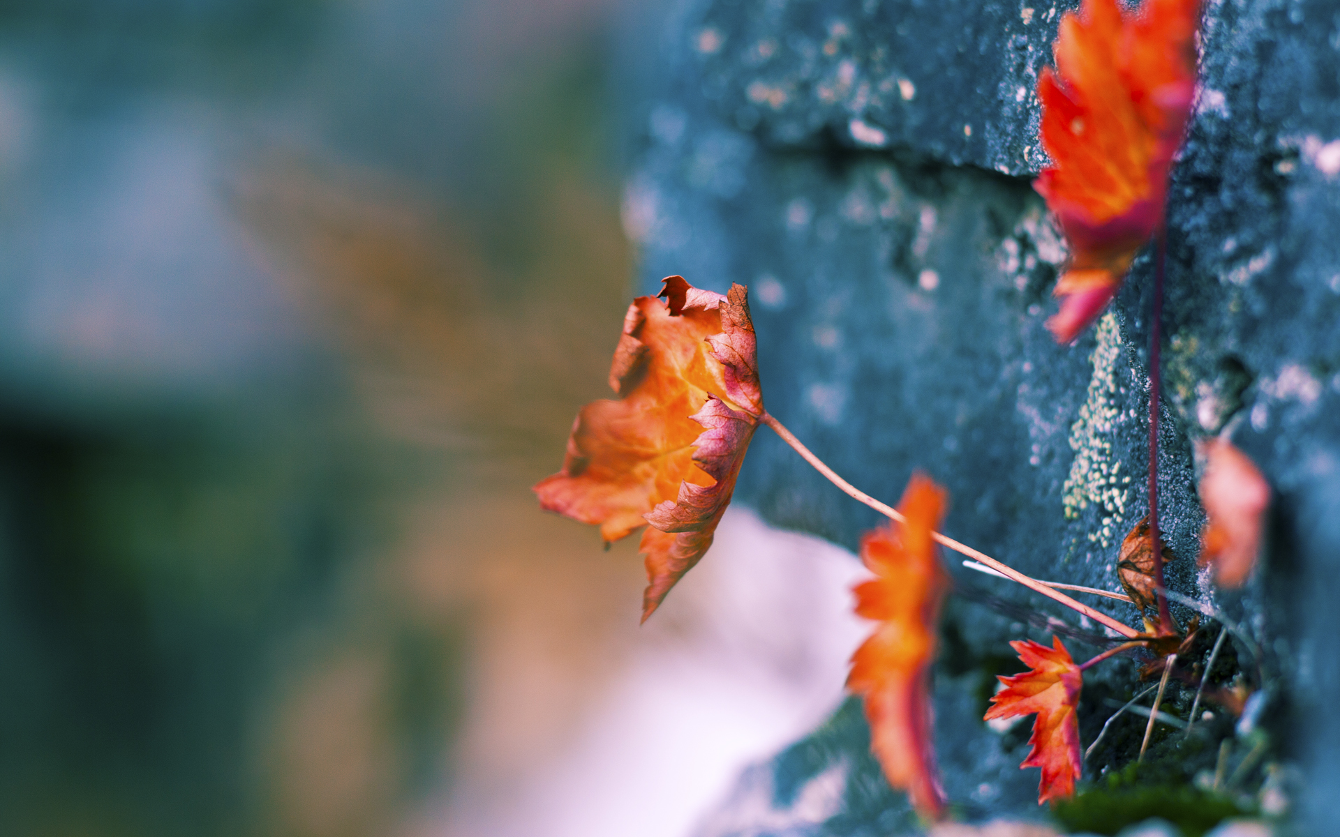 库里：连续纪念三分，打破NBA历史纪录！，库里的纪录